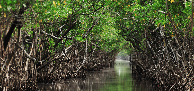 Importância dos manguezais