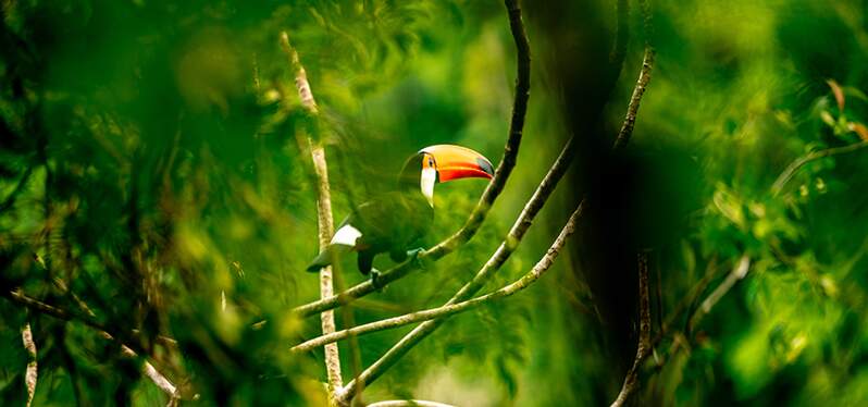 Tucano em meio a floresta. Foto: Adobe Stock