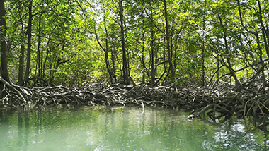 Resiliência costeira e sequestro de carbono: entenda a importância dos manguezais