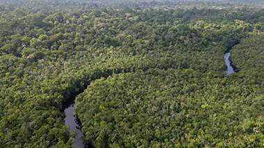 Cúpula da Amazônia: países participantes assinam o comunicado “Unidos por Nossas Florestas”
