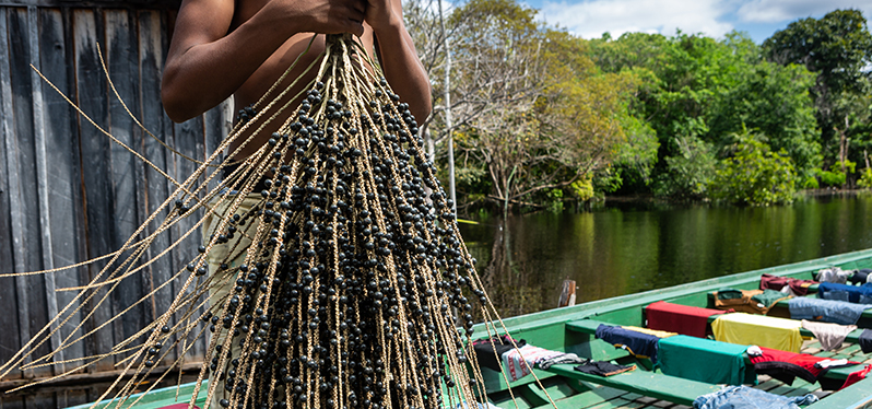 La cadena productiva del açaí contribuye a la bioeconomía de la Amazonía. Foto: Adobe Stock