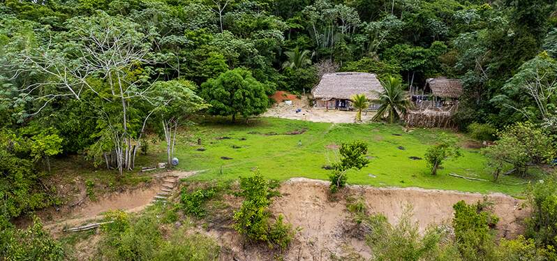 Cultivo de cacao en sistemas agroforestales (SAF)