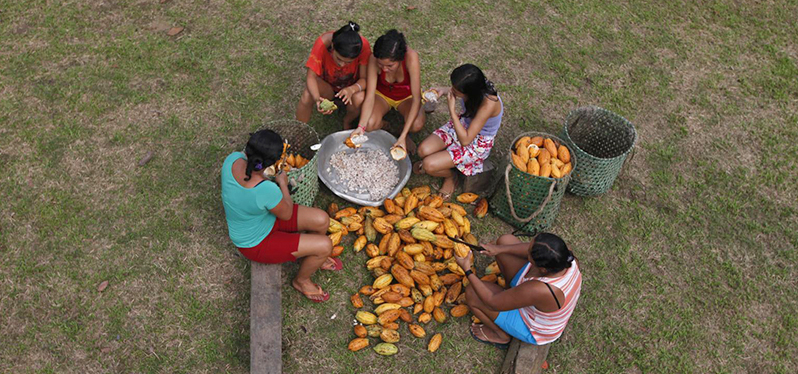 Mulheres na colheita do cacau, que conribui para a bioeconômia da Amazônia. Foto: Ricardo Oliveira