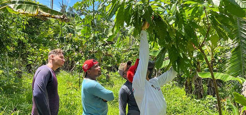 Hombres en el Cultivo de Cacao en Sistemas Agroforestales (SAF)