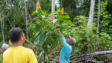 Cultivo em sistemas agroflorestais (SAFs): projeto viabiliza escoamento de cerca de 3,2 toneladas de cacau no Médio Xingu