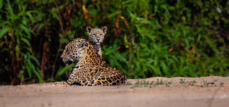 jaguar Aracuã Panel Photo-Gustavo-Figueiroa_SOS-Pantanal