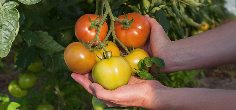 Persona sosteniendo tomates.  Foto de : Canva