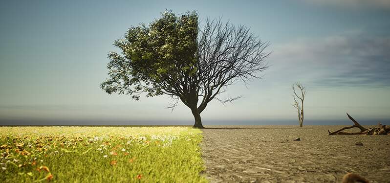 Tree divided in half, on the right in a forested setting and on the left in a deforested setting.  Photo: Adobe Stock