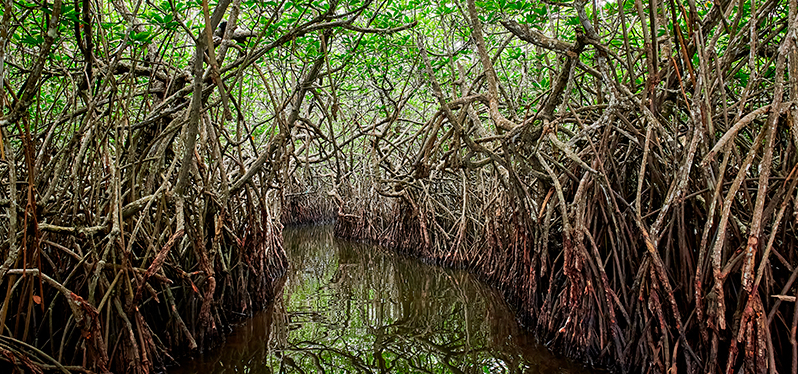 Brasil fecha acordo para conservação dos manguezais. Foto: Adobe Stock