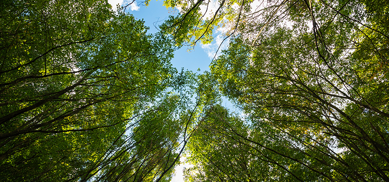 projetos de redução e remoção de carbono: árvores Foto: Adobe Stock