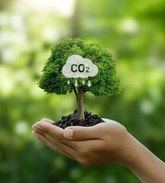 Proyectos de reducción y eliminación de carbono: desafíos sociales para los bosques en pie o reforestados