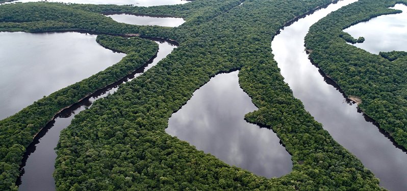 Região de zona úmida com convergência entre terra e água. Foto: Adobe Stock