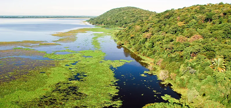 Região de zona úmida com convergência entre terra e água. Foto: Adobe Stock