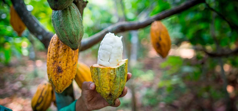 Sistemas agroflorestais (SAFs) - árvore de cacau e fruto Foto: Adobe Stock