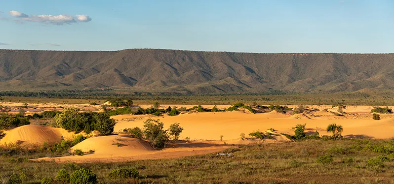 Cerrado brasileiro depende de conservação ambiental. Foto: Adobe Stock