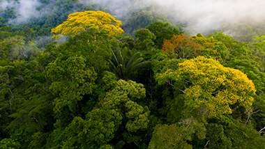 O que é conservação ambiental e qual a sua importância para a biodiversidade?