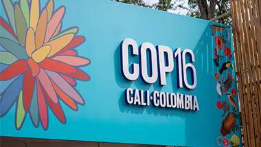 Synergia é destaque na mídia ao comentar a importância das Soluções Baseadas nas Pessoas (SBPs) para a COP16 da Biodiversidade